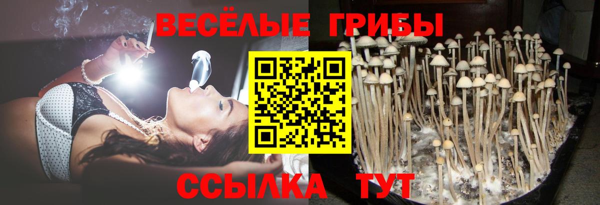 Псилоцибиновые грибы Psilocybine cubensis  Вход с VPN  Волгоград 