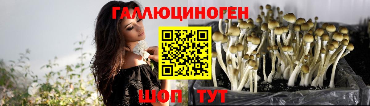 Галлюциногенные грибы Cubensis Волгоград